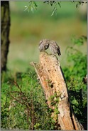 verschmust... Steinkäuze *Athene noctua*