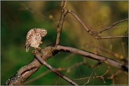 kleiner Kobold... Steinkauz *Athene noctua*