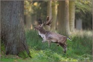 erschöpft... Damhirsch *Dama dama*