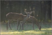 uuupps... Rotwild *Cervus elaphus*