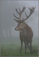 Knickebein... Rothirsch *Cervus elaphus*