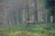 auf der Lichtung... Rotwildrudel *Cervus elaphus*