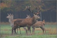 getrennte Wege... Rotwild *Cervus elaphus*