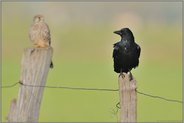 seltenes Duo... Rabenkrähe *Corvus corone *