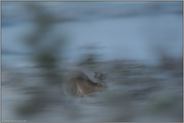 flüchtig... Feldhase  *Lepus europaeus*