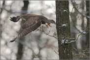 genug gesehen... Mäusebussard *Buteo buteo*