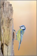 der Bergsteiger...  Blaumeise *Cyanistes caeruleus*