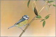 ganz schön frech... Blaumeise *Cyanistes caeruleus*