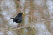 leuchtend orange... Amsel *Turdus merula*
