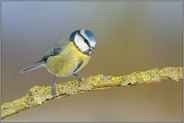 natürlicher Schädlingsbekämpfer... Blaumeise *Cyanistes caeruleus*