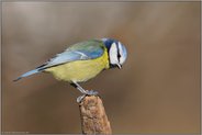 immer neugierig... Blaumeise *Cyanistes caeruleus*
