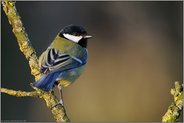 im Lichtspot... Kohlmeise *Parus major*