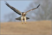 Anflug... Mäusebussard *Buteo buteo*