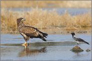 unschlüssig... Seeadler *Haliaeetus albicilla*