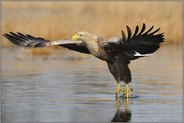 Wassertitscher... Seeadler *Haliaeetus albicilla*