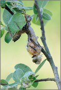 der Schlupf... Falkenlibelle *Cordulia aenea*