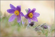 voll erblüht... Kuhschellen *Pulsatilla vulgaris *