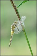 früh d'ran... Großer Blaupfeil *Orthetrum cancellatum*