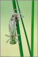 guck' mal, wer da schlüpft... Großer Blaupfeil *Orthetrum cancellatum*