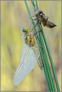 fast geschafft... Vierfleck *Libellula quadrimaculata*