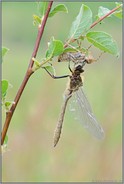 im Gebüsch... Falkenlibelle *Cordulia aenea*