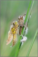 der Schlupf... Vierfleck *Libellula quadrimaculata*