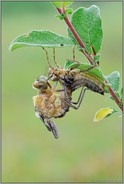 Aufschwung ins neue Leben... Falkenlibelle *Cordulia aenea*