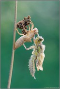 frisch geschlüpft... Vierfleck  *Libellula quadrimaculata*