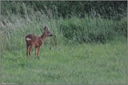 im Fellwechsel... Rehbock *Capreolus capreolus*