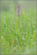 aufblühend... Mücken-Händelwurz *Gymnadenia conopsea*