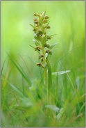 einsam... Grüne Hohlzunge *Coeloglossum viride*