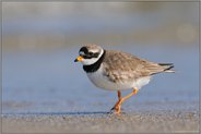 am Strand... Sandregenpfeifer *Charadrius hiaticula*