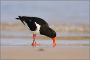 kräftiger Schnabel... Austernfischer *Haematopus ostralegus*