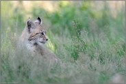 Jungluchs... Eurasischer Luchs *Lynx lynx*