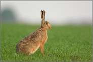 Wurfzeit... Feldhase *Lepus europaeus*
