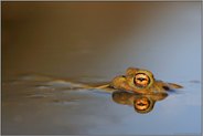 im letzten Licht... Erdkröte *Bufo bufo*