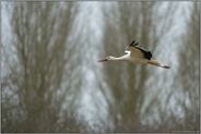 Überwinterer... Weißstorch *Ciconia ciconia*