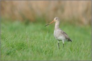 ziemlich hell... Uferschnepfe *Limosa limosa*
