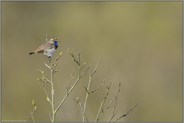 in der Ferne... Blaukehlchen *Luscinia svecica*