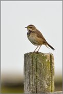 seltener Anblick... Blaukehlchen *Luscinia svecica*, Weibchen