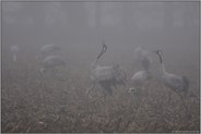trompetend... Grauer Kranich *Grus grus*