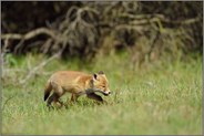 Jungfuchs unterwegs... Rotfuchs *Vulpes vulpes *