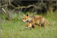 unter Aufsicht... Rotfuchs *Vulpes vulpes*
