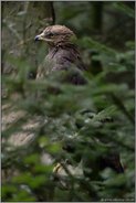 unser kleinster Adler... Schreiadler *Aquila pomarina*