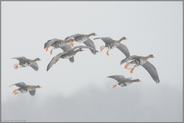 winterlicher Einflug der Gänse... Blässgänse *Anser albifrons*