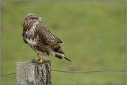 es gibt sie also doch... Mäusebussard *Buteo buteo*