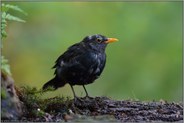 zerzaust... Amsel *Turdus merula*
