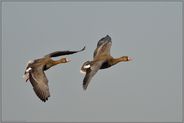 in schnellem Flug... Blässgänse *Anser albifrons*