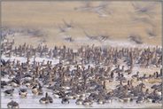 Aufbruch der Gänse... Blässgänse *Anser albifrons*