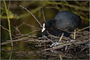 Nestbau... Blaessralle *Fulica atra*